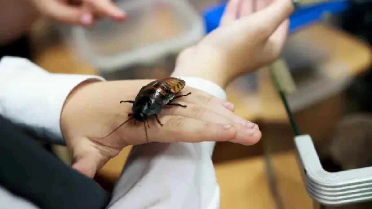 Cockroaches can be used to conduct spy operations