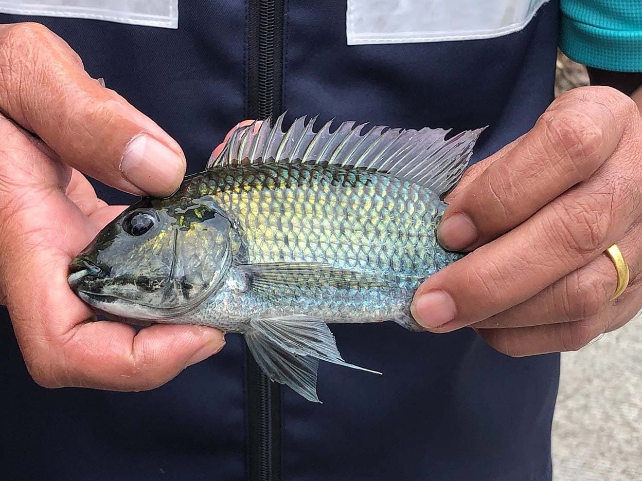 black chin tilapia is increasing danger in thailand gnr