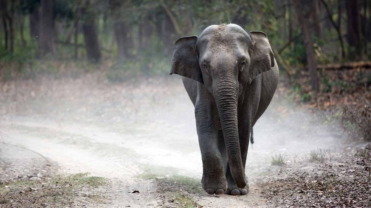 Elephants are not meant to be carrying Weights in their back say scientists