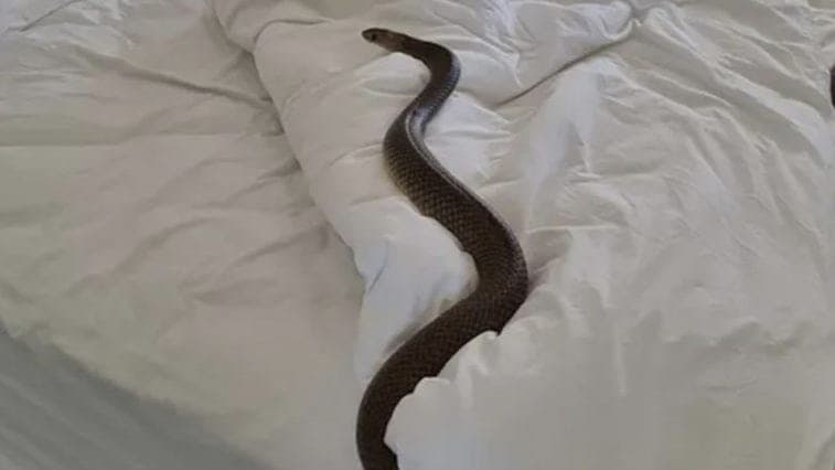 Snake on the Bed Husband thought Wife Became Serpent Overnight