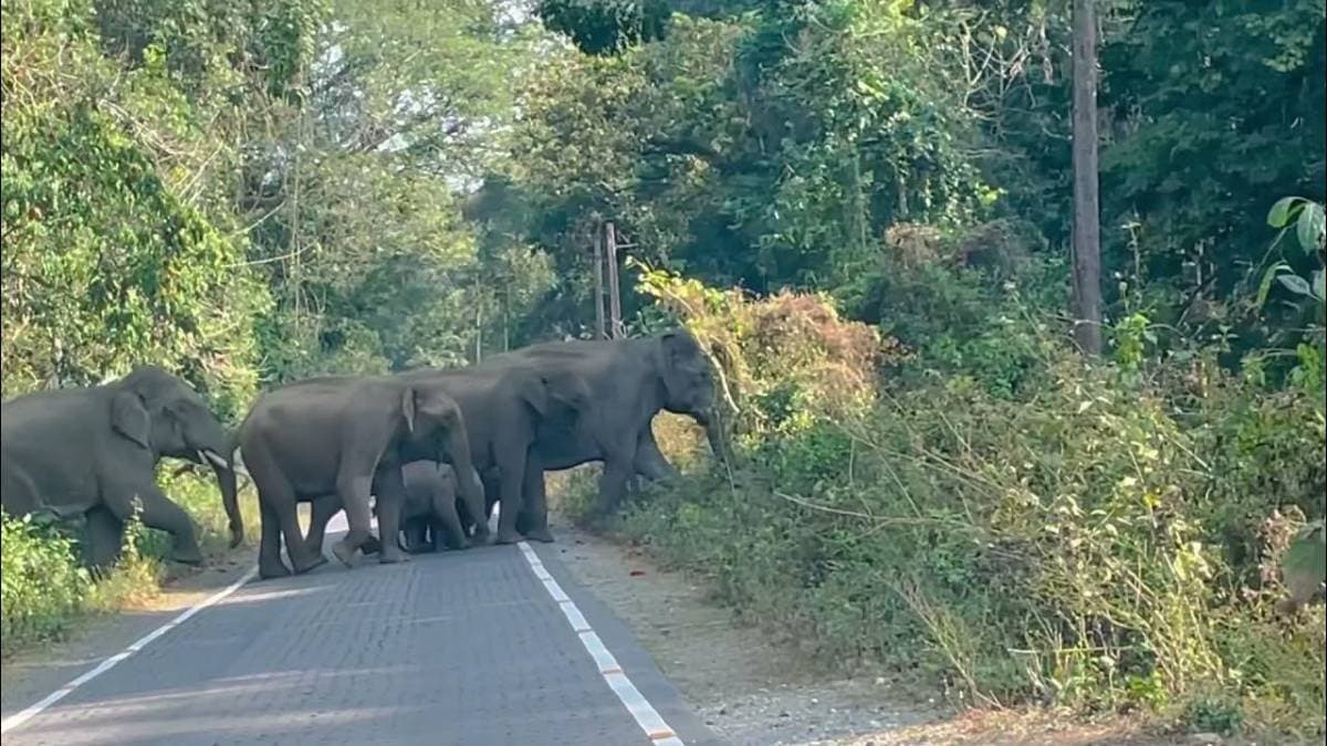 Three Farmers Injured in Elephant Attack in Dooars gnr