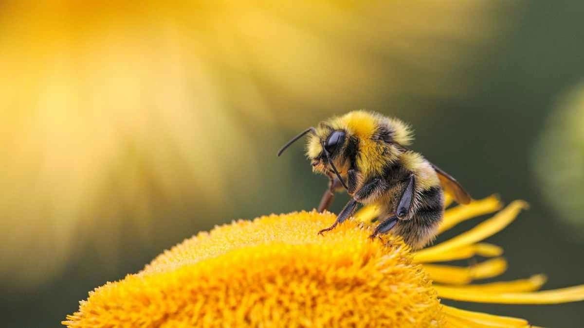 New Honey bee parasite is spreading around the world