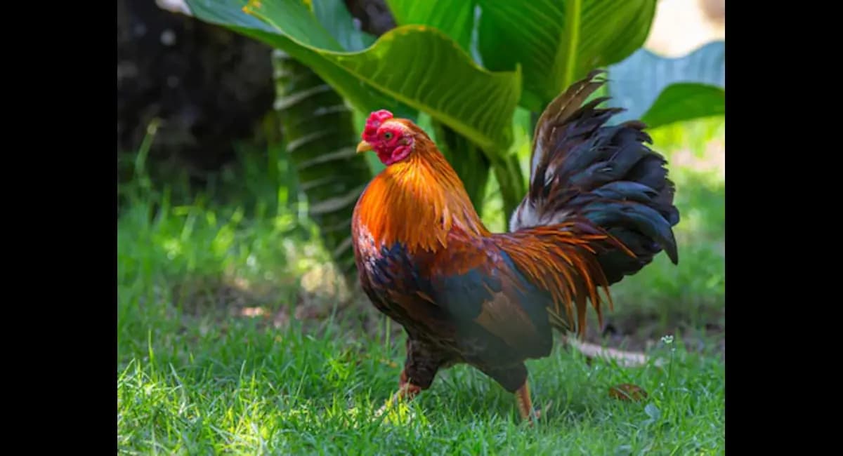 reason why roosters crow in the morning gnr