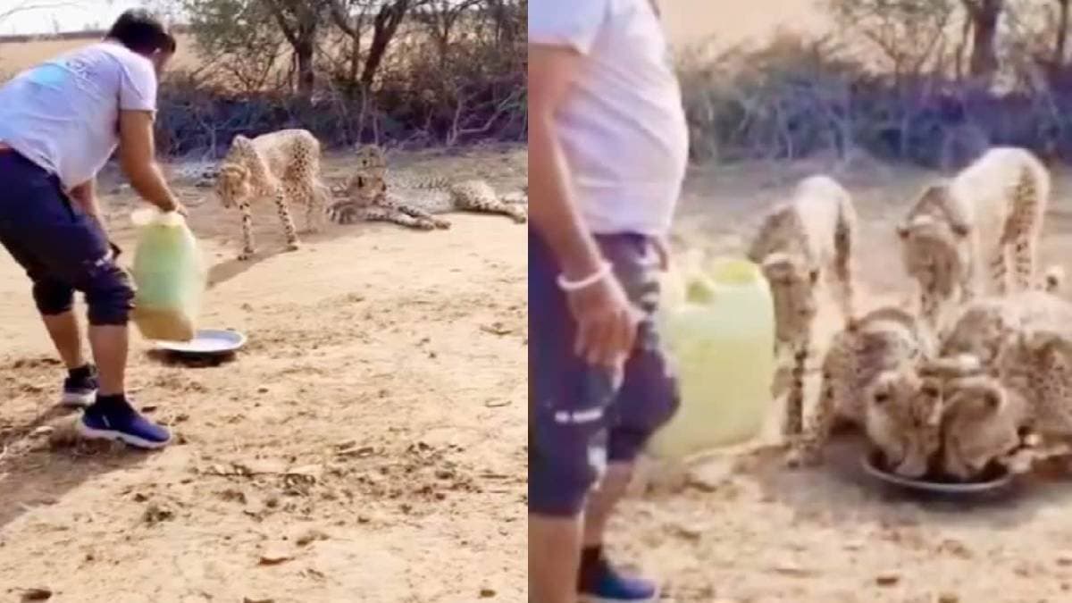 Kuno National Park driver who gave water to cheetahs fired over violations