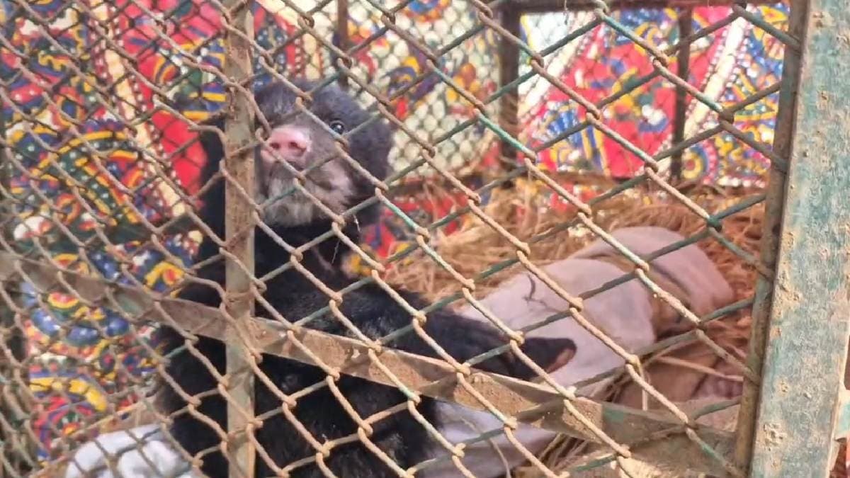 Two arrested for trafficking sloth bear gnr