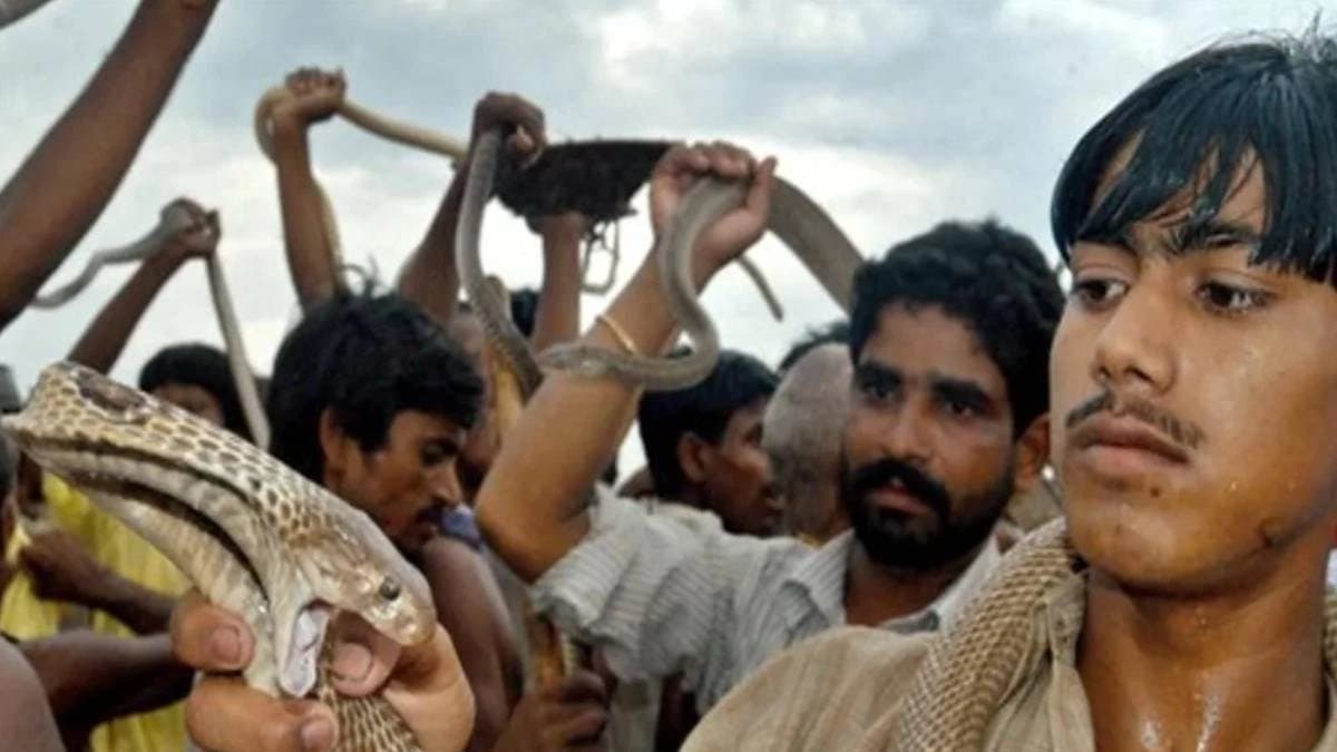 Heavy rain bangladesh increases surge in snake bites