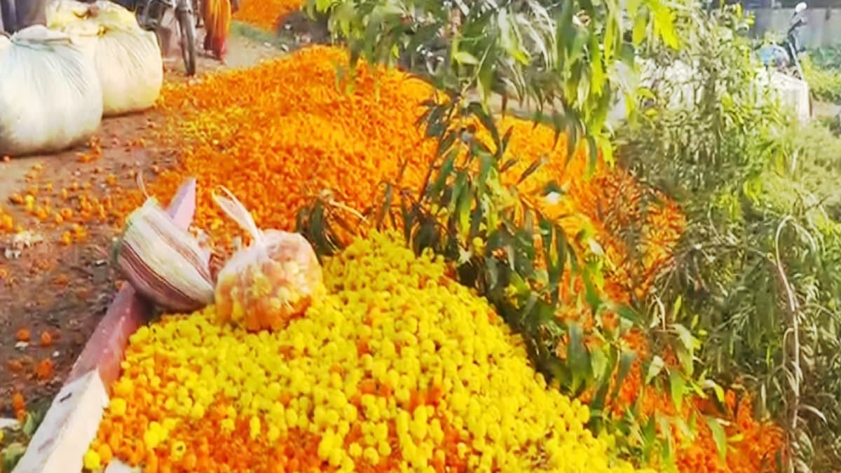 People are not buying flowers even the cost of transportation is not rising farmers big decision will surprise