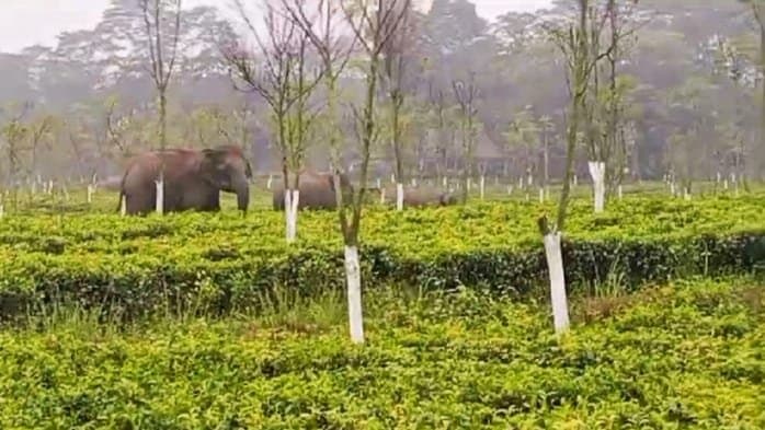 elephants got stuck in a tea garden