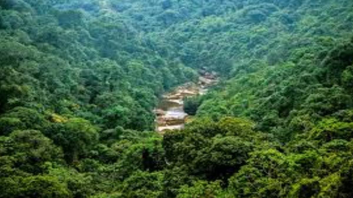 Forest cover has increased in India