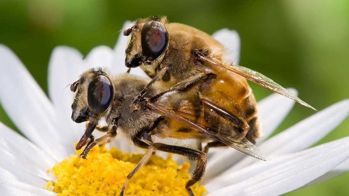 Wonder of nature queen bee collects 70 million seeds mating with multiple males