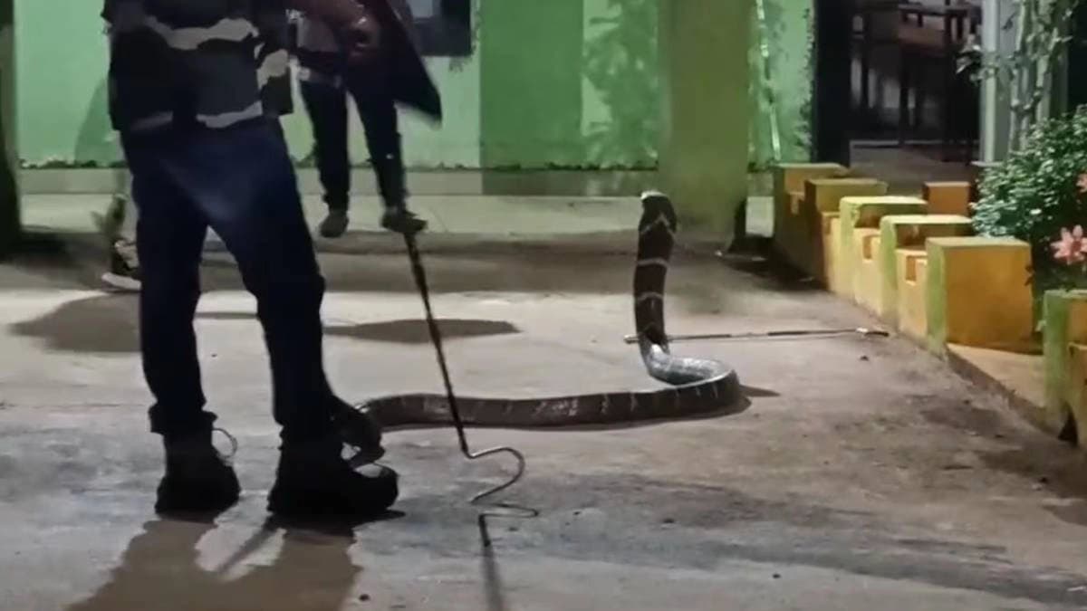 Giant king cobra entered inside odisha school premises