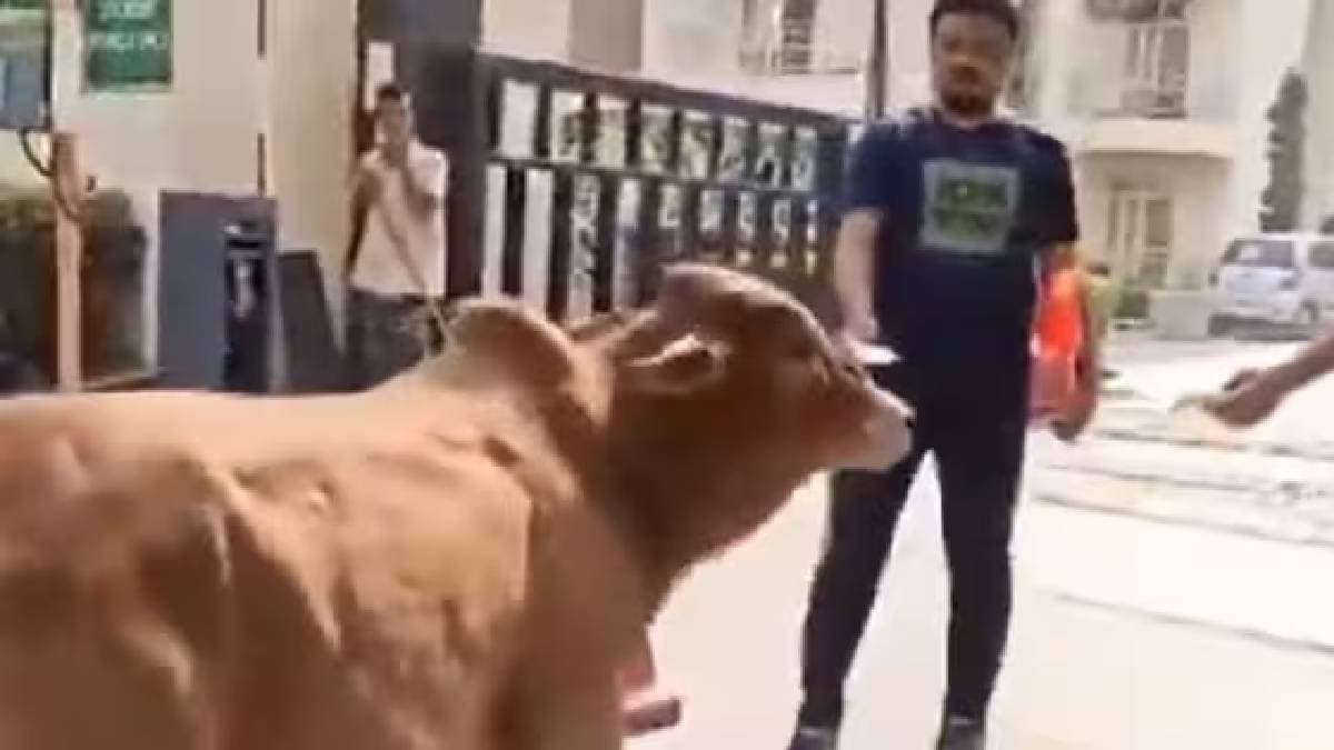 Shepherds were brought inside the complex to tend the cattle.