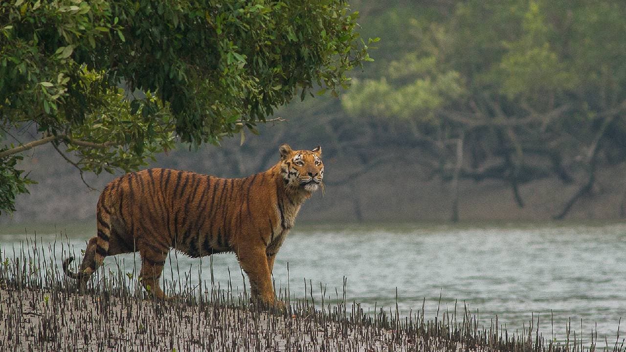 Royal Bengal tiger