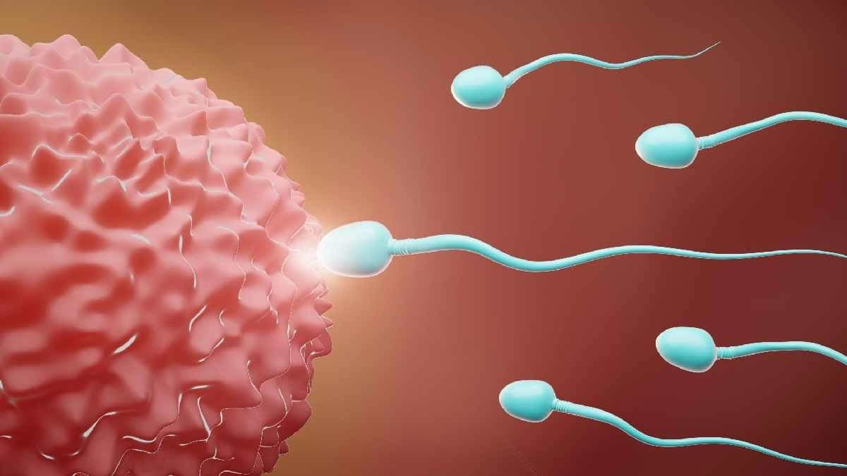 Plastic create Big problem in Human egg and Sperm fluids