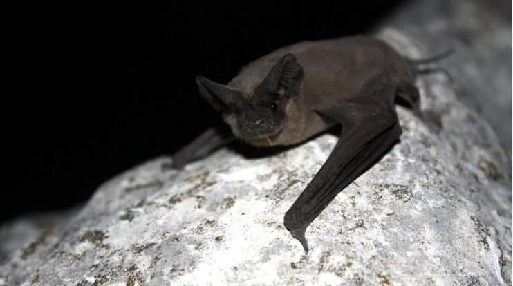 Halloween Special People In US Are Voting For Best Looking Bat gnr