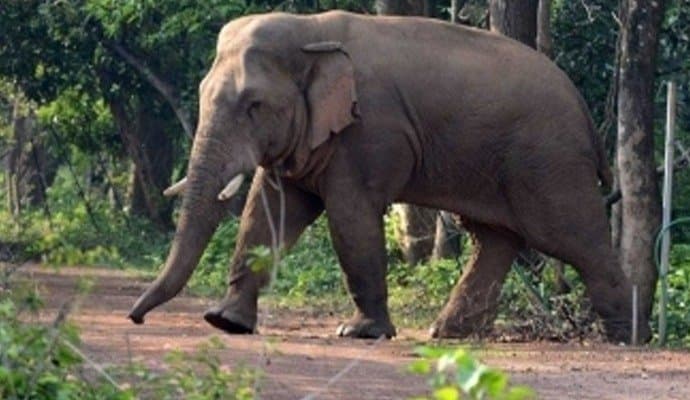 man dies in elephant attack
