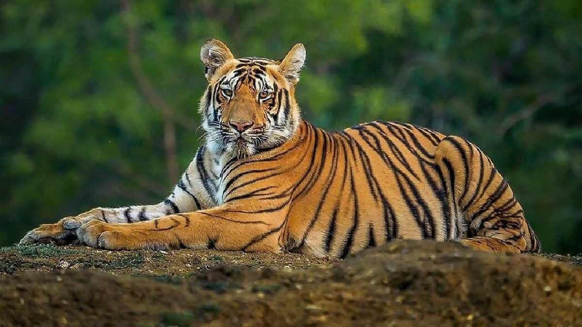 Five best tiger reserves for travel enthusiasts