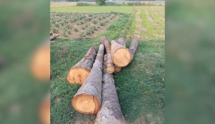  1 arrested from Murshidabad for cutting trees illegally 