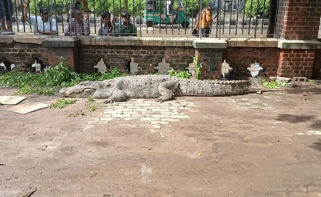 Vadodara Is Also Fighting Crocodiles After Gujarat Rain gnr