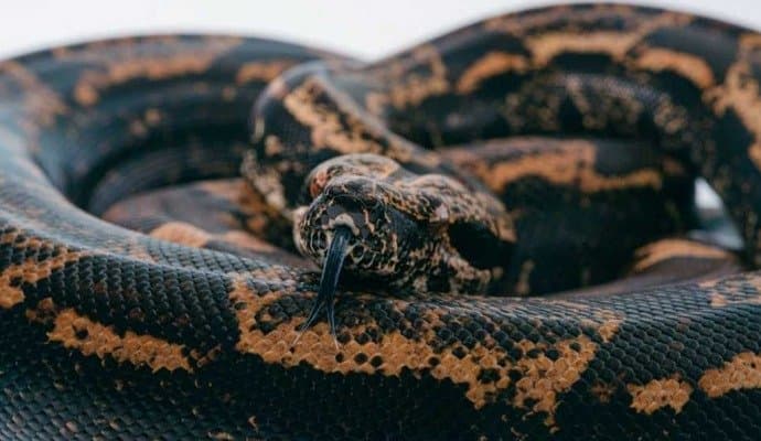 UP man survives five snake bites in 45 days
