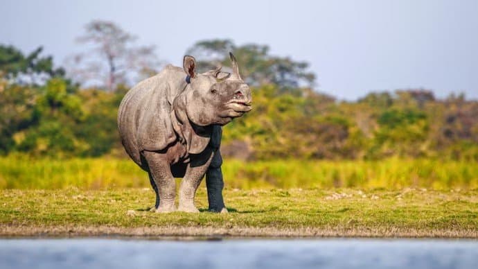 Kaziranga forest reopen for all gnr 