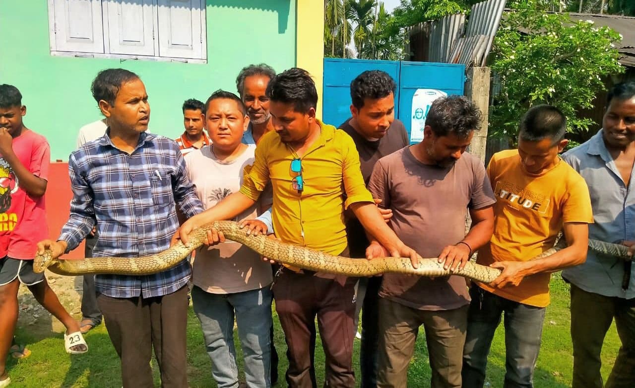 King cobra rescued from primary school in dooars