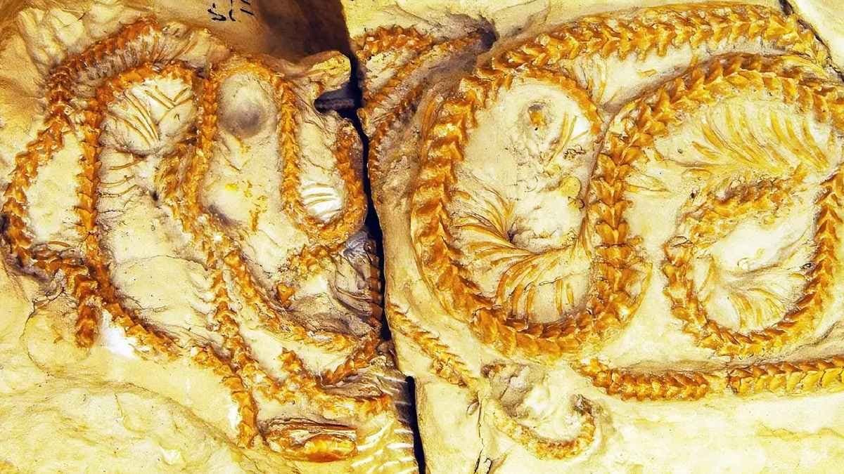 Old snake of 34 million year changes the understanding of evolution