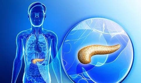  Health: প্যানক্রিয়াসের সমস্যা? সচেতন থাকুন, এই চার উপায়ে যত্নে রাখুন শরীর!