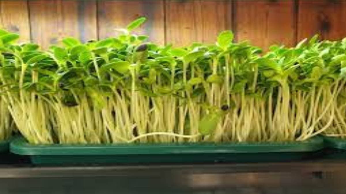 Microgreen seed business to become a millionaire 