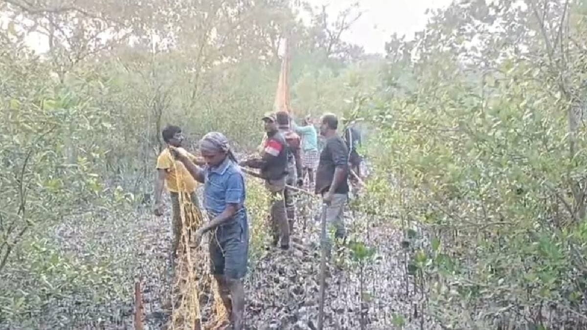 To drive away tiger from maipith forest department starts uproar after sunset gnr