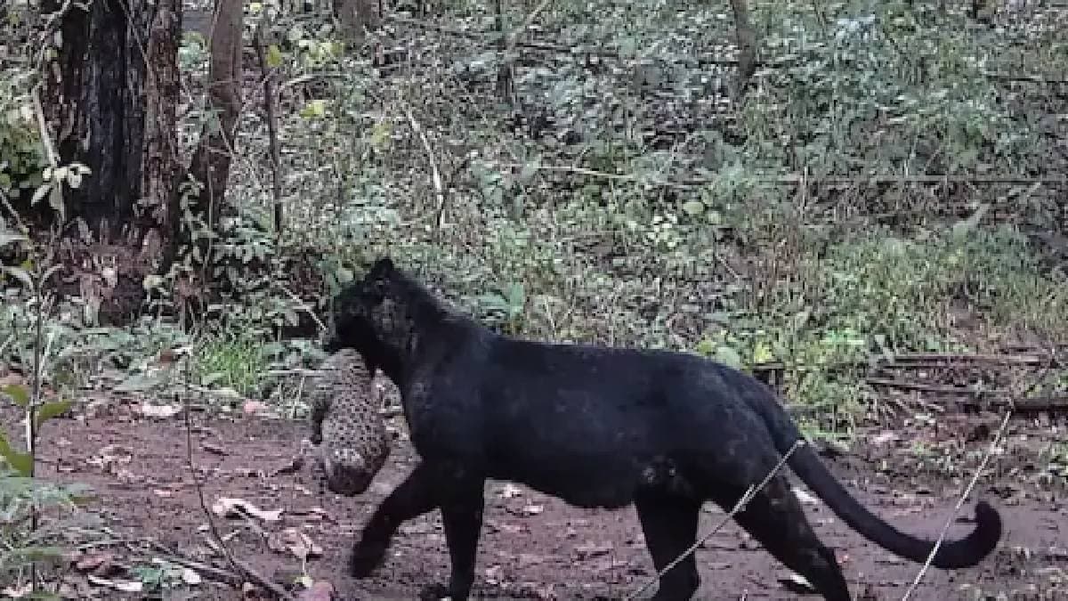 Rare Black Leopard With Cub Spotted In Odishas Nayagar