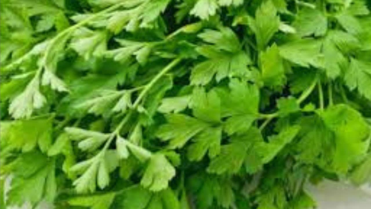 How to store coriander in winter