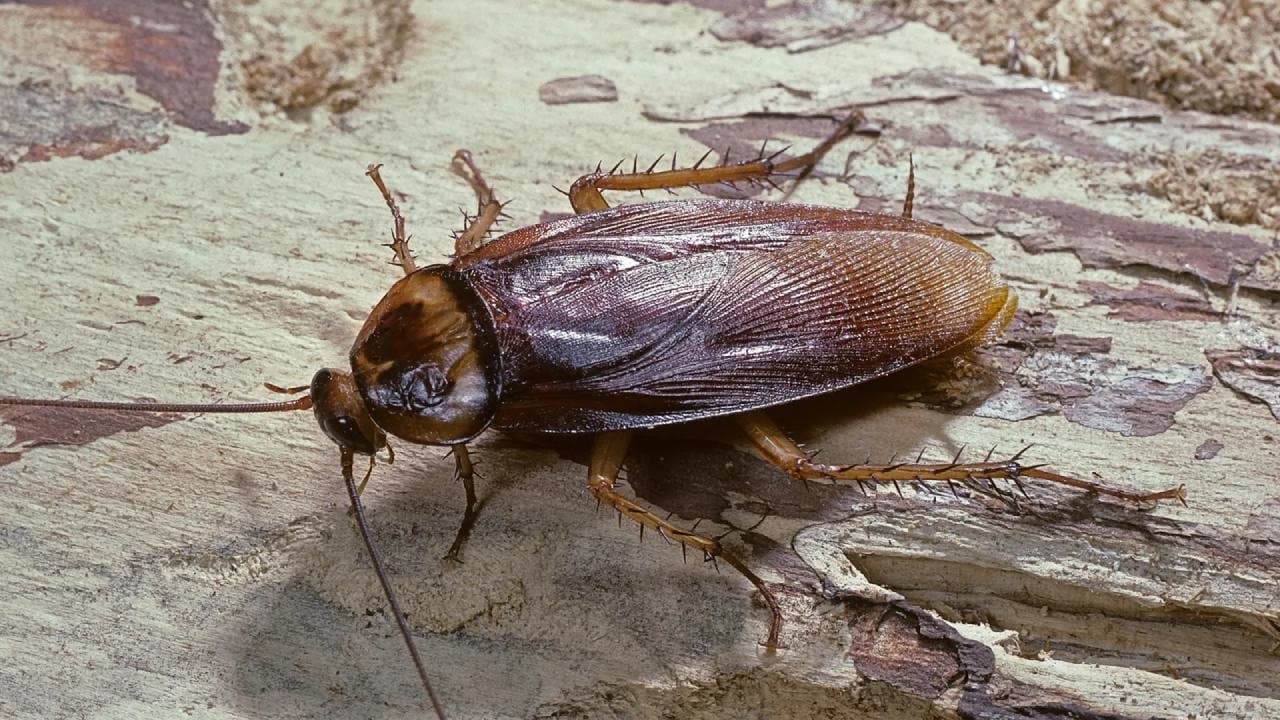 What if all cockroaches in the world went extinct