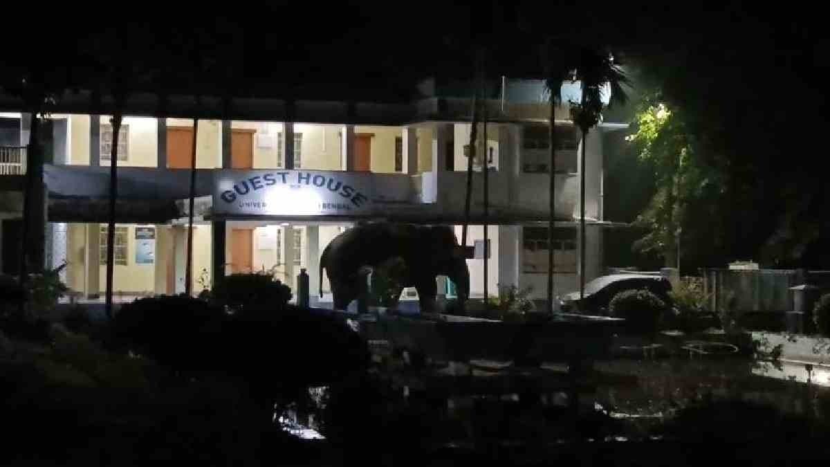 Elephant in North Bengal University hostel campus on Friday night