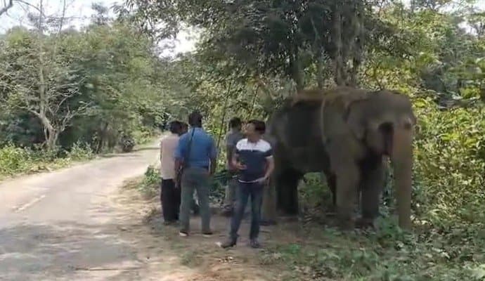 In Tripura, wild elephants are wearing radio collars