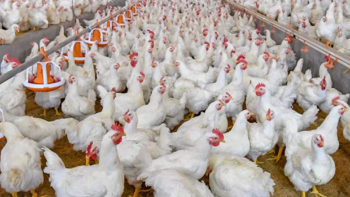 Karnataka village witnesses eerie phenomenon 12 chickens fall dead breathe fire in mysterious video gnr