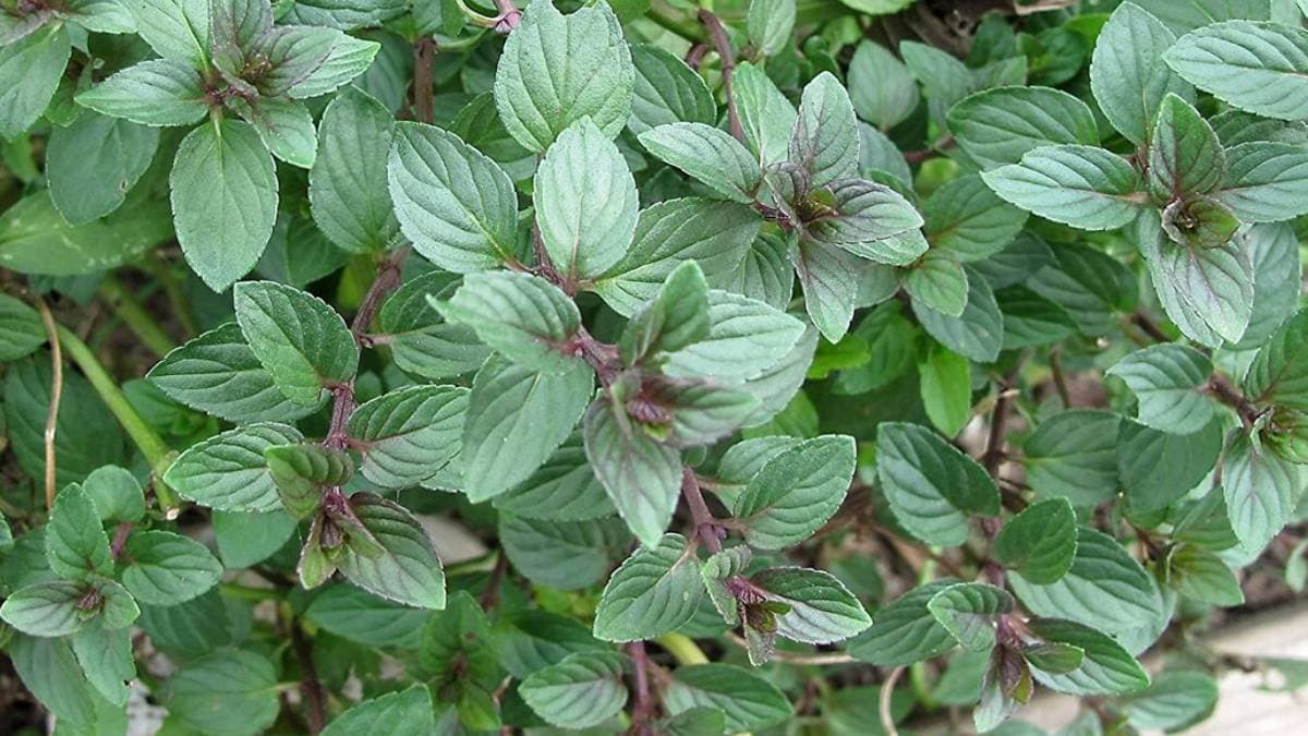 Mint leaves amazing medical value