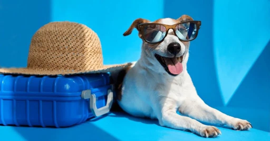 Pet Care: পোষ্যদেরও হতে পারে হিট স্ট্রোক! সাবধান থাকবেন কীভাবে?