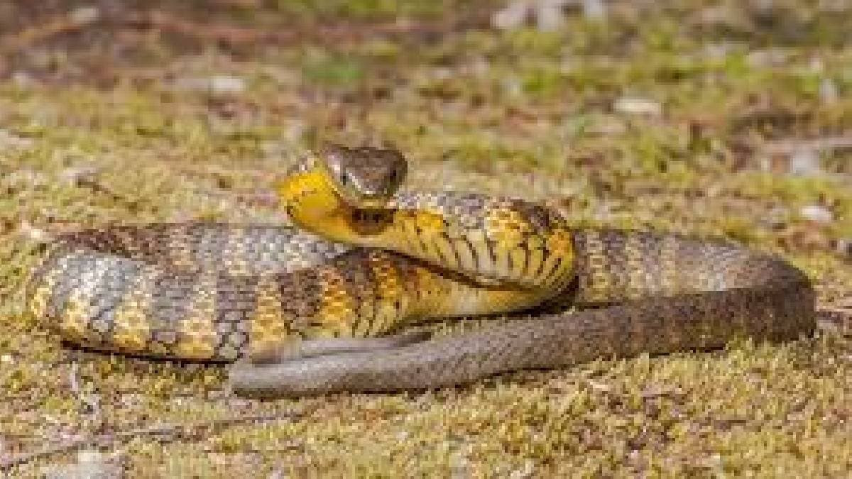 Tiger snakes know their physical appearance venom habitat gnr