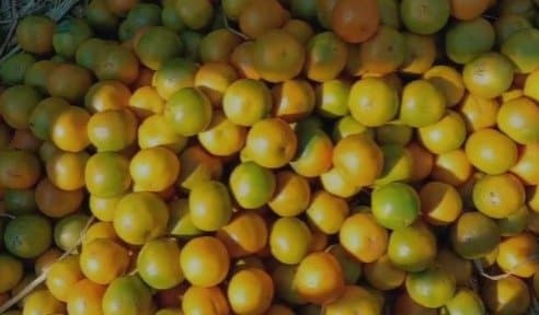 Oranges of kalimpong are attracting buyers gnr