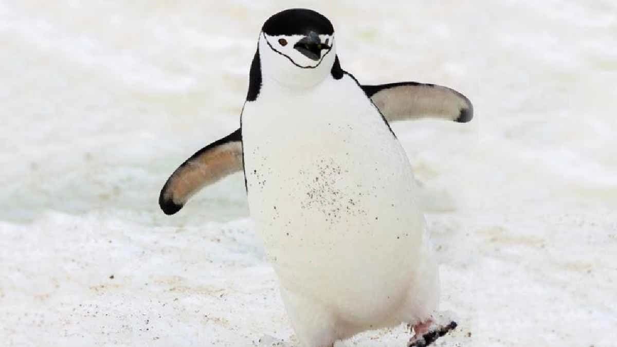 Penguins adjust to ocean currents and navigate his way