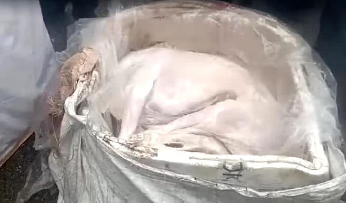 Dog meat supply on bengaluru gnr 