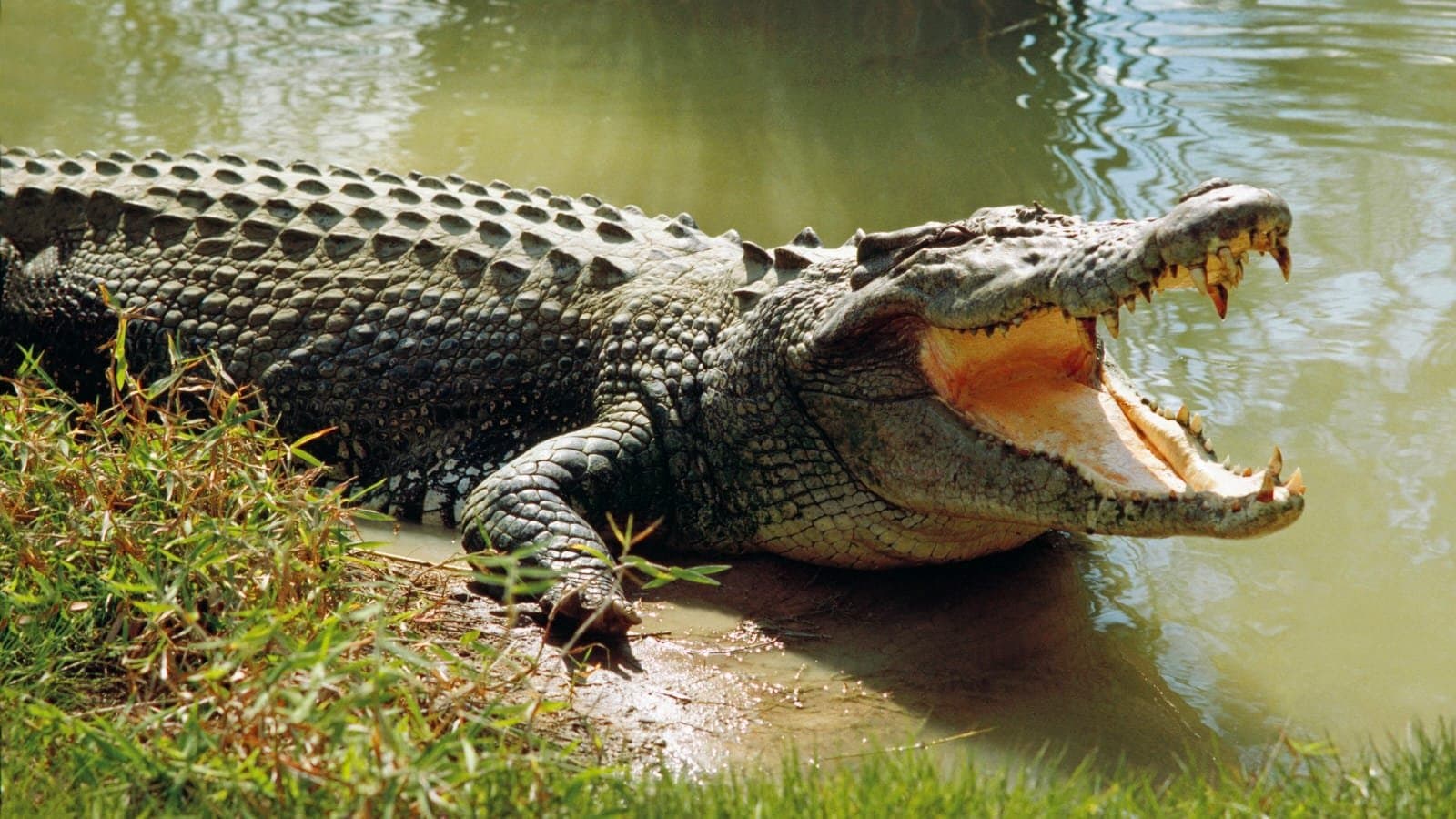 Five facts about crocodiles that many people may not know 