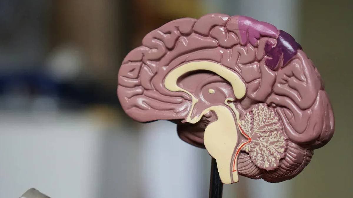 How The Cold Sore Virus Can Reach And Infect Your Brain gnr