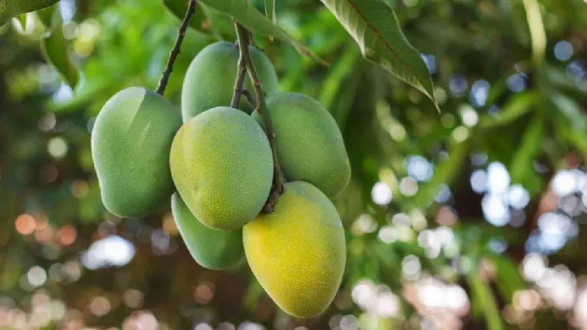  14 Year Old Boy  Hospitalised with Serious Injuries after Brutally Beaten for Plucking Mangoes