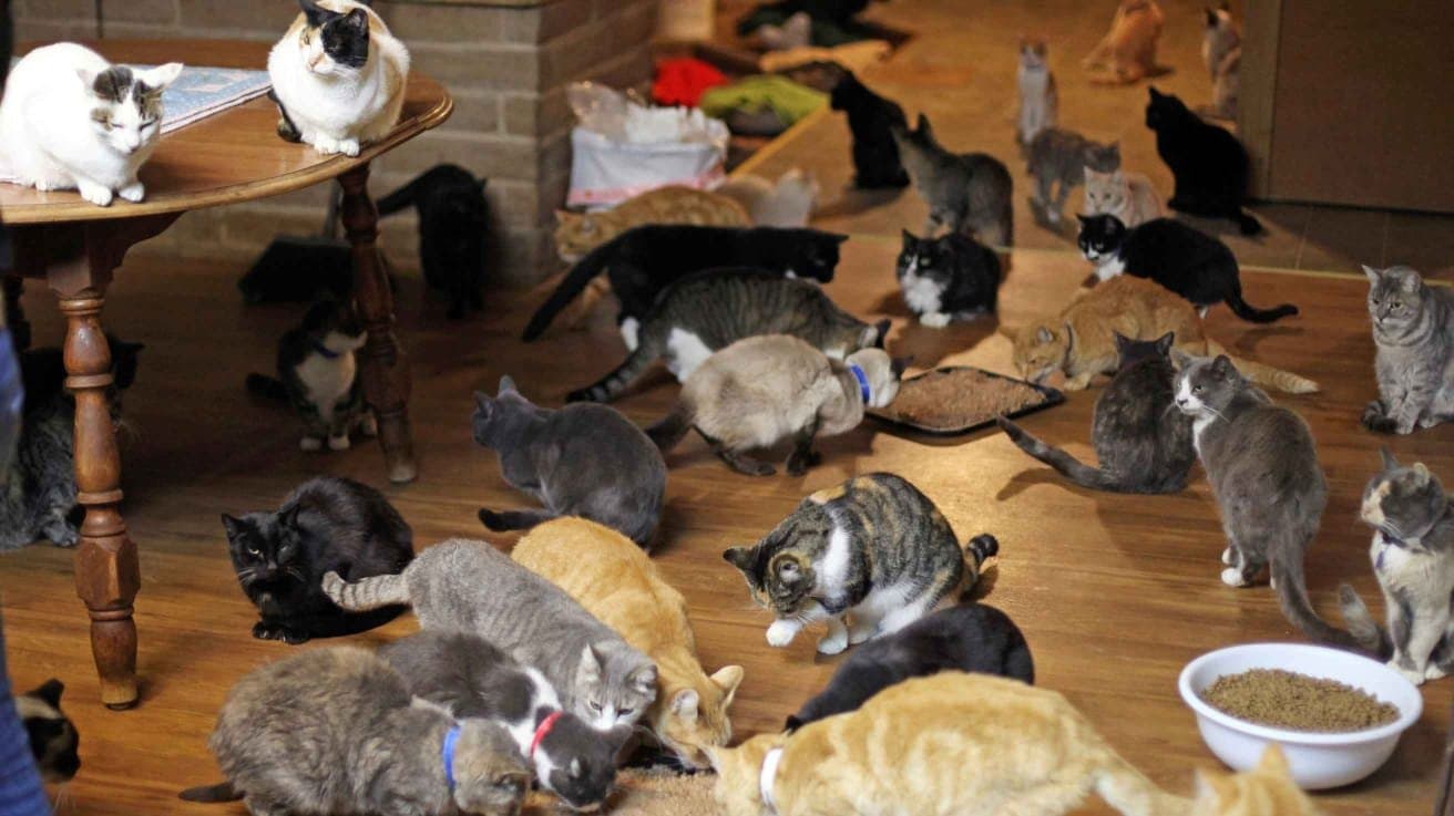  300 cats in a flat complain of foul smell police did this gnr