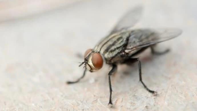 Flies stuck to suspect's clothes help Madhya Pradesh cops solve murder case gnr 