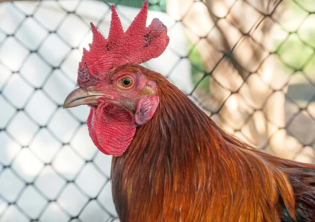 is chicken an animal or a bird what says gujarat high court_gnr