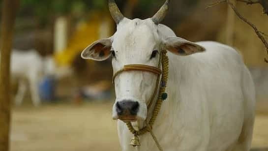  40-kg Plastic Items Removed From Cow's Stomach In Odisha 