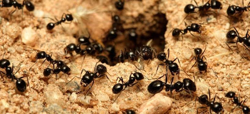 Ants began farming fungi 66 million years ago gnr